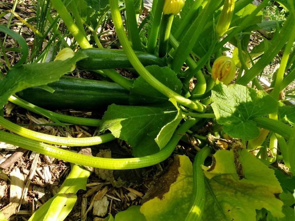 Random Acres Permaculture Farm | Random Acres Rd, Milton, ON N0B 2K0, Canada | Phone: (647) 828-5653