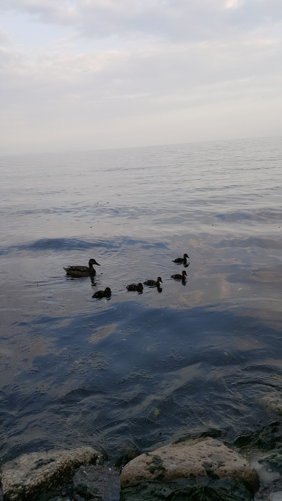 Long Branch Park | 245 Lake Promenade, Etobicoke, ON M8W 1B3, Canada