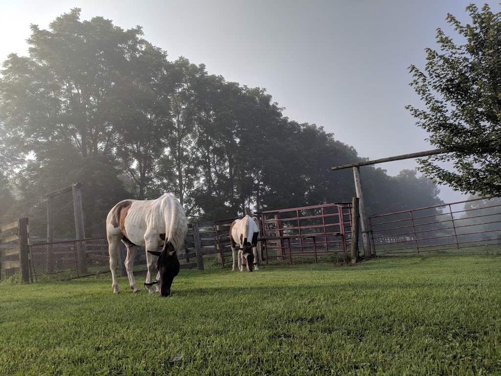 Texas Longhorn Ranch | 1745 Melwood Dr, Strathroy, ON N7G 3H5, Canada | Phone: (519) 247-3644