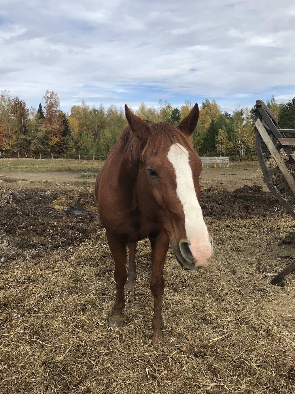 . | 341 QC-329, Lachute, QC J8H 3W9, Canada | Phone: (450) 562-9839