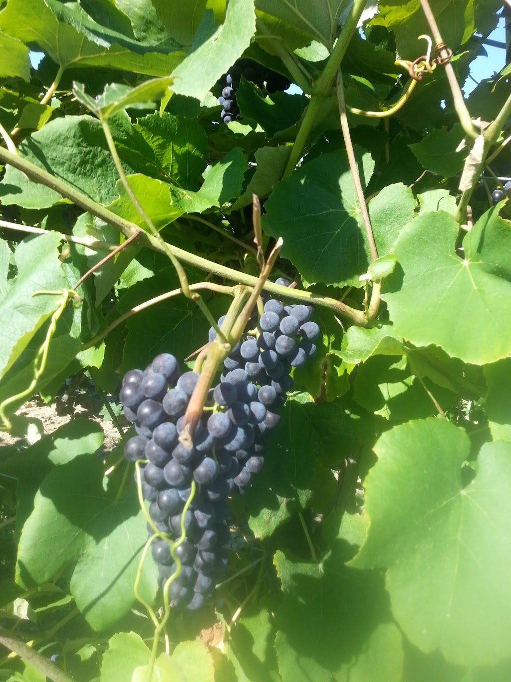 Meyers Fruit Farms | 1444 Irvine Rd, Niagara-on-the-Lake, ON L0S 1J0, Canada | Phone: (888) 439-6997