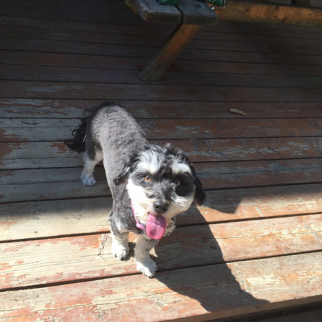 Healthy Houndz Dog Services | 258 Haddington Ave, North York, ON M5M 2P9, Canada | Phone: (416) 450-4235