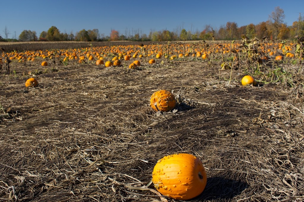 Howe Family Farm Market | 48556 John Wise Line, Aylmer, ON N5H 2R4, Canada | Phone: (226) 244-1737