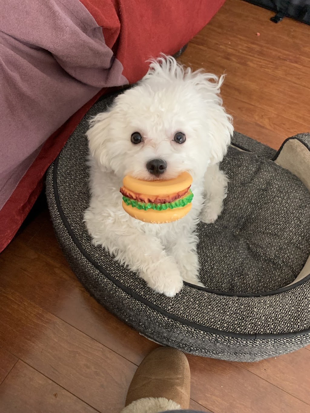 Healingangels pet Boarding and Doggy day care | Oatfield Rd, Brampton, ON L6R 1Y4, Canada | Phone: (647) 641-9593