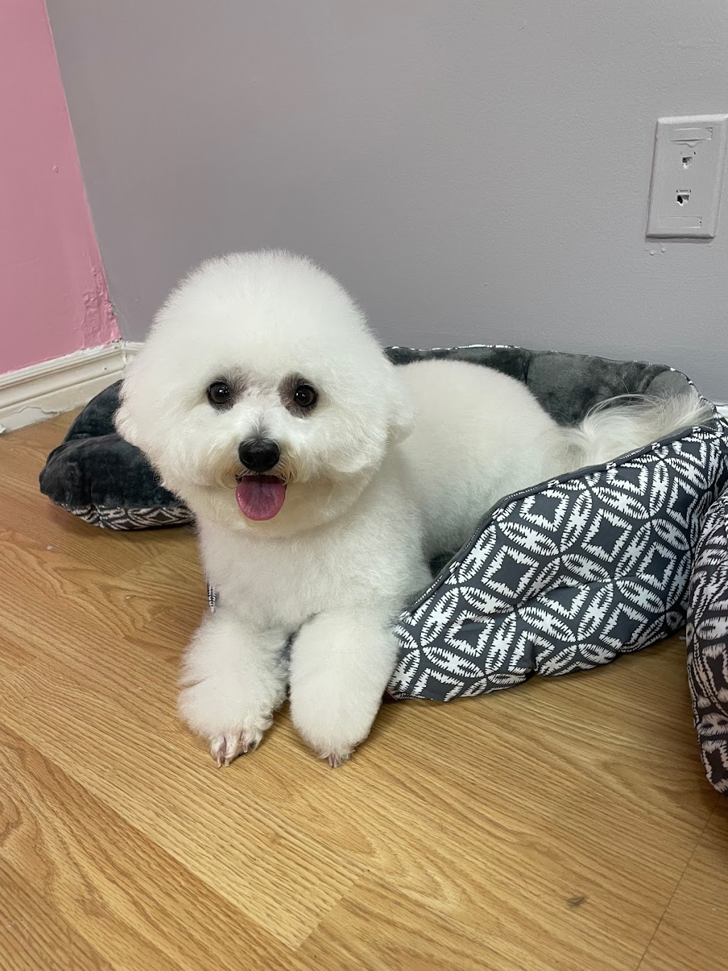 Syd’s Barkin Beauties | 288 Josephine St, Wingham, ON N0G 2W0, Canada | Phone: (519) 722-0916