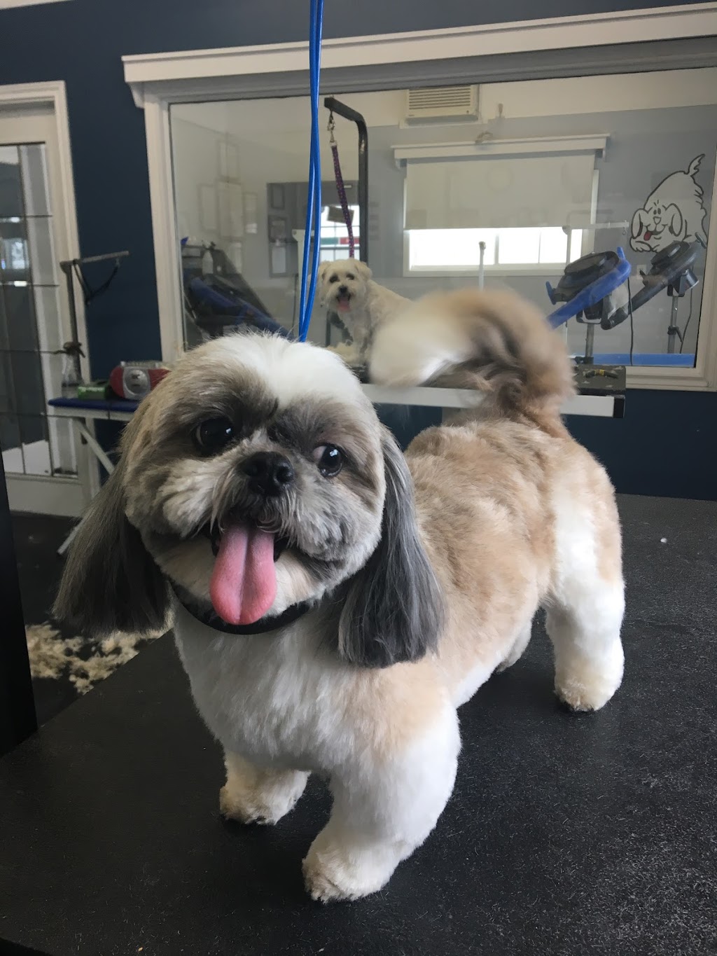 Hair Off The Dog | 22 Shawn Ct, Riverview, NB E1B 3R4, Canada | Phone: (506) 384-3646