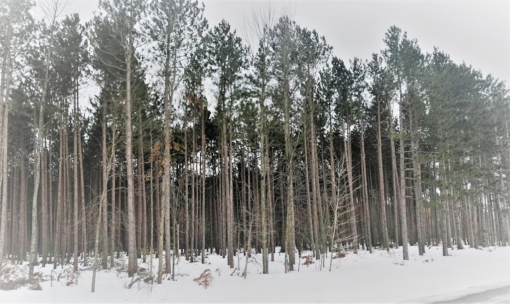 Robert Graham Conservation Area | 10361 County Rd 18, Brinston, ON K0E 1C0, Canada | Phone: (877) 984-2948