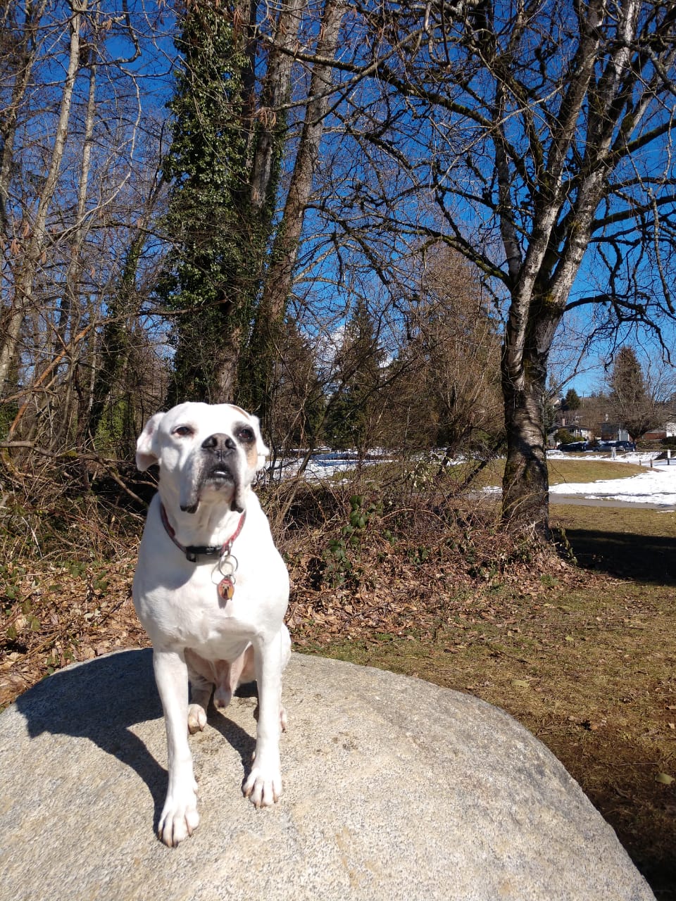 Miller Park Off-Leash Area | 871 Oakview St, Coquitlam, BC V3J 4T6, Canada