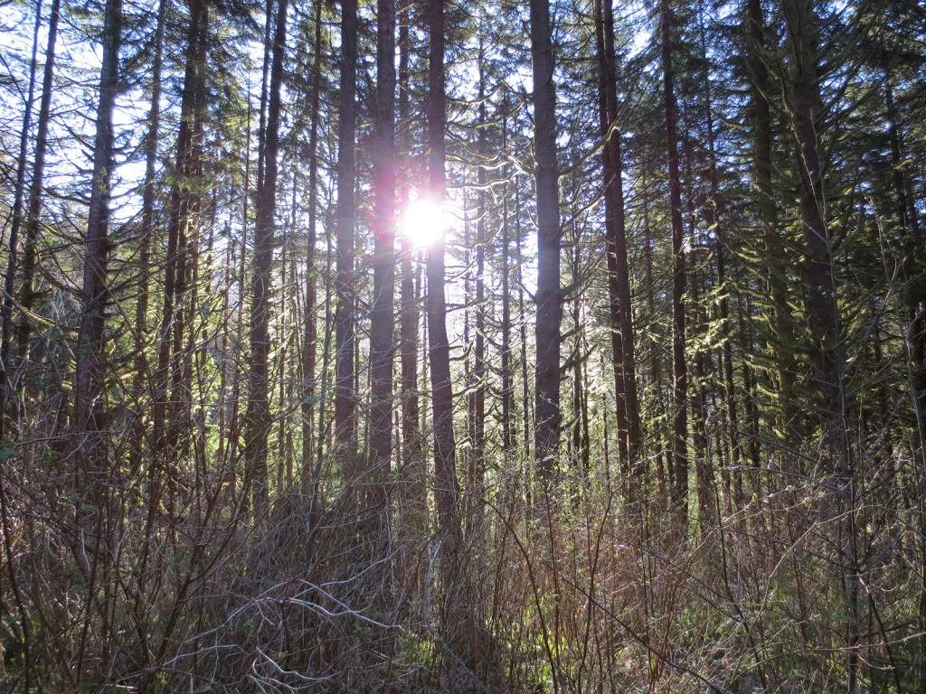 North Shore Tree & Hedge Services | 1400 Kilmer Rd, North Vancouver, BC V7K 1R2, Canada | Phone: (604) 988-4479