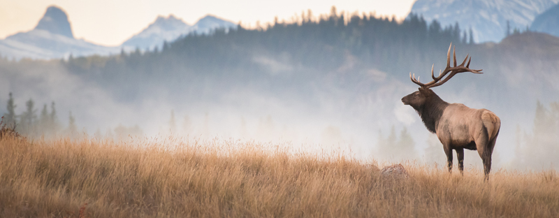 Ricks Wild Game | 64111 393 Ave E, Okotoks, AB T1S 0L1, Canada | Phone: (403) 605-1546