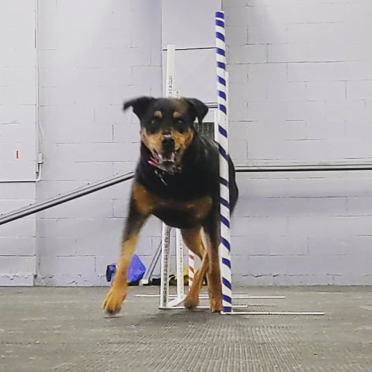 K9 Sports Centre | 396 Flora St, Carleton Place, ON K7C 3M9, Canada | Phone: (613) 371-2740