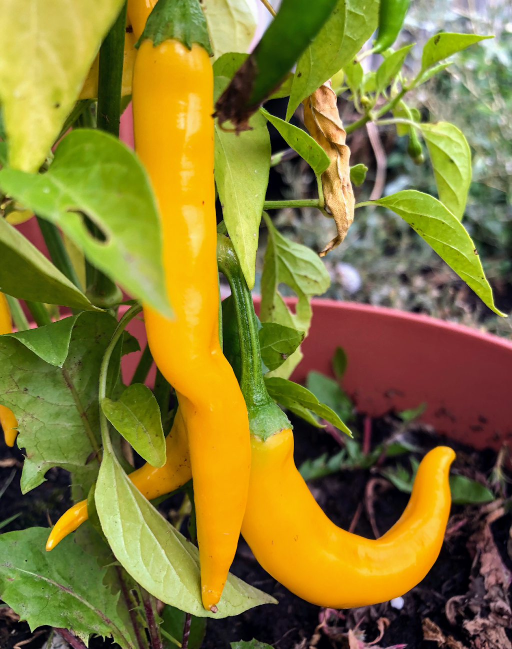 Prairie Sage Permaculture | 182 Covehaven View NE, Calgary, AB T3K 5S6, Canada | Phone: (403) 869-2786