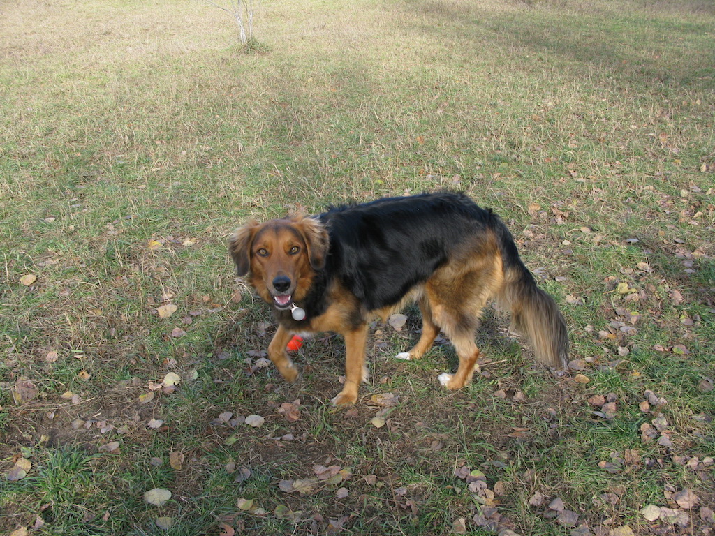 Dogawalk Adventures | 2592 Concession Rd 12, Pakenham, ON K0A 2X0, Canada | Phone: (613) 793-7347
