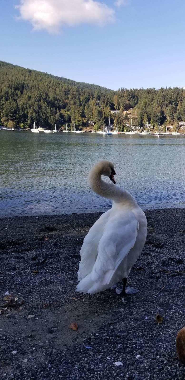 Sandy Beach | 407 Cardena St, Bowen Island, BC V0N 1G1, Canada