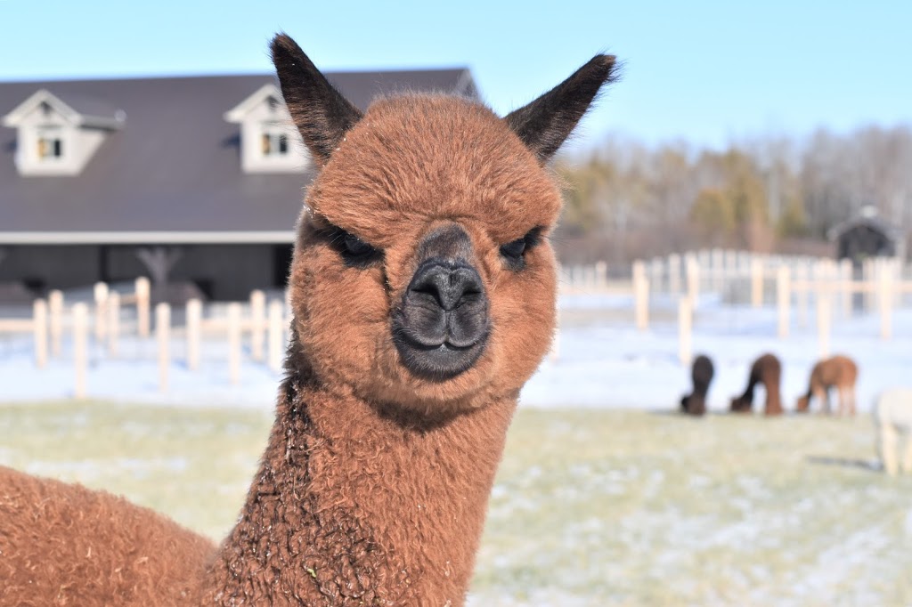 All In Alpacas | point of interest | 5811 6 Line, Guelph/Eramosa, ON N0B 2K0, Canada | 5192121695 OR +1 519-212-1695