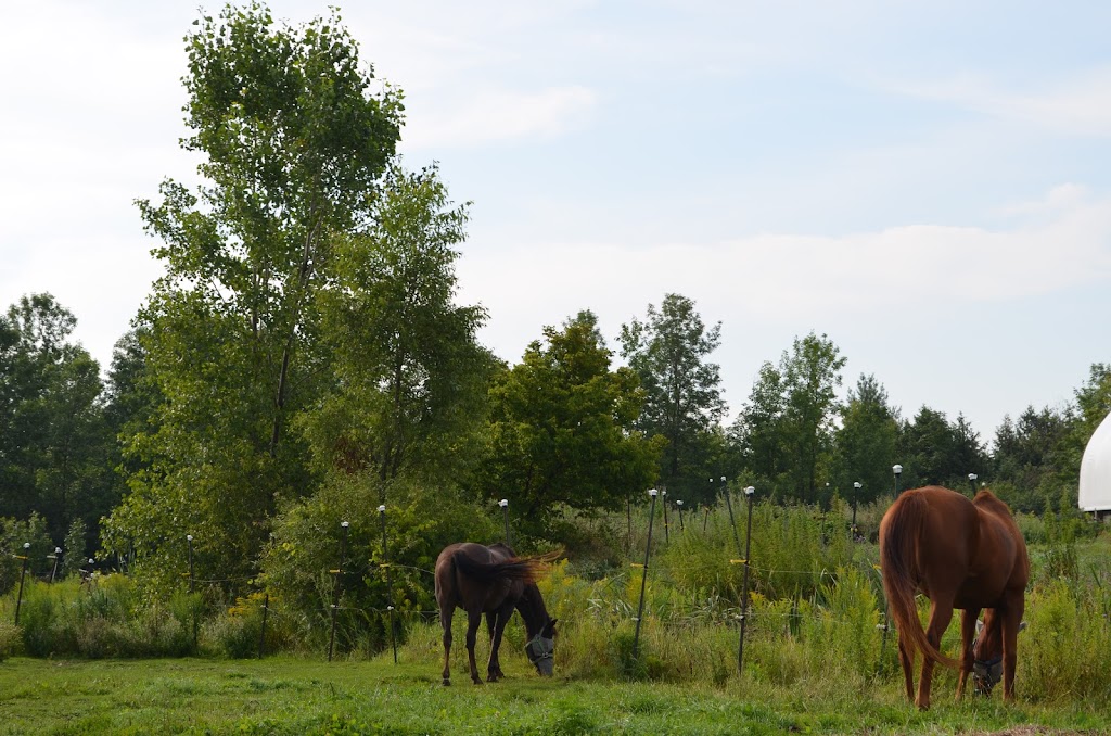 Charmed Stables | 578 Brown Rd, Enterprise, ON K0K 1Z0, Canada | Phone: (613) 358-9058