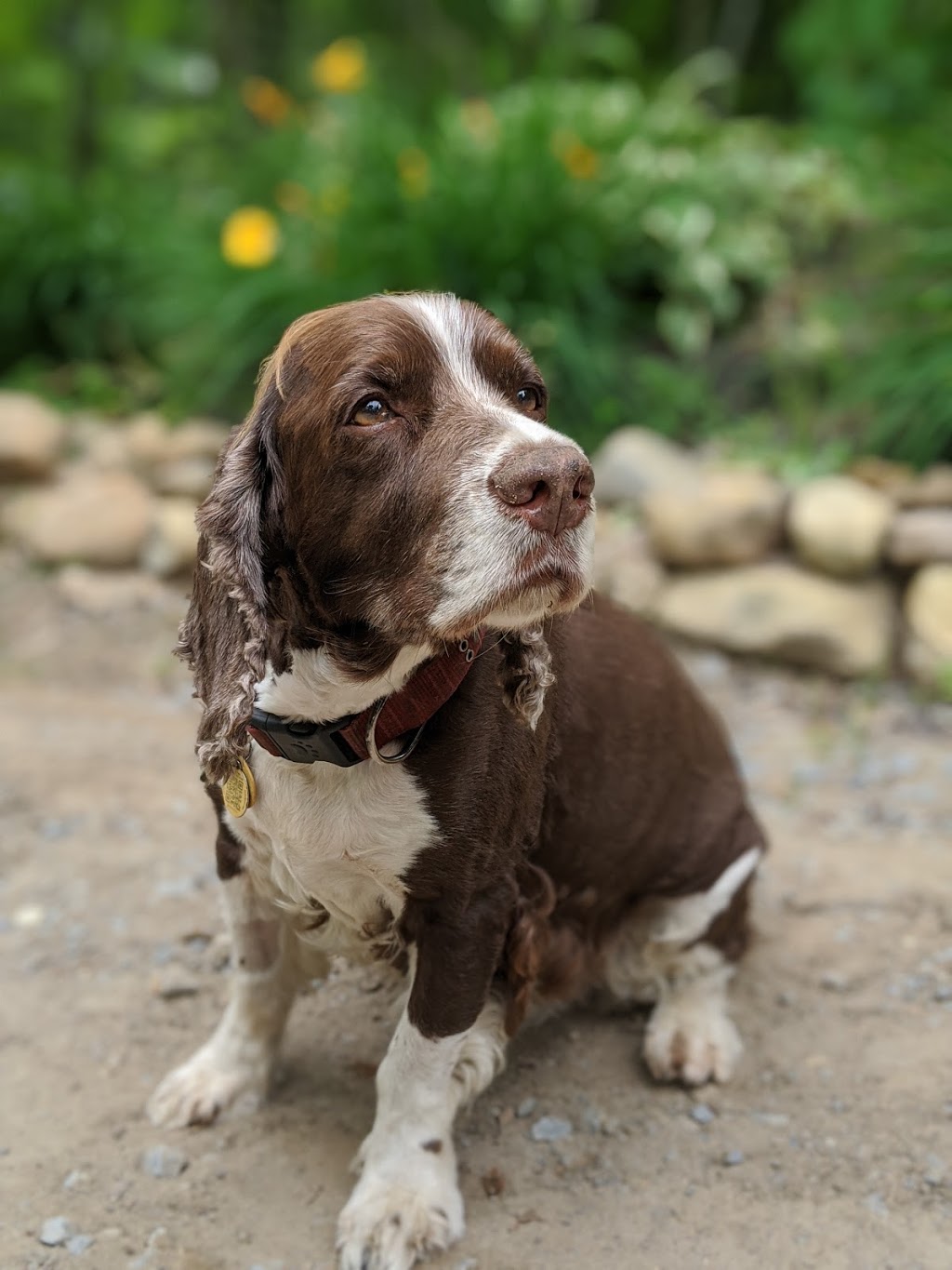 MINDEN ANIMAL HOSPITAL | 4 Booth St, Minden, ON K0M 2K0, Canada | Phone: (705) 286-2919