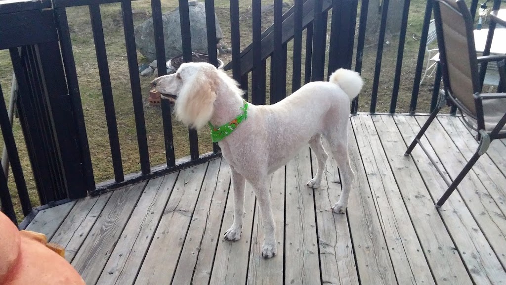 Pampered Pooch | 107 Albert St, Midland, ON L4R 4L3, Canada | Phone: (705) 526-1335