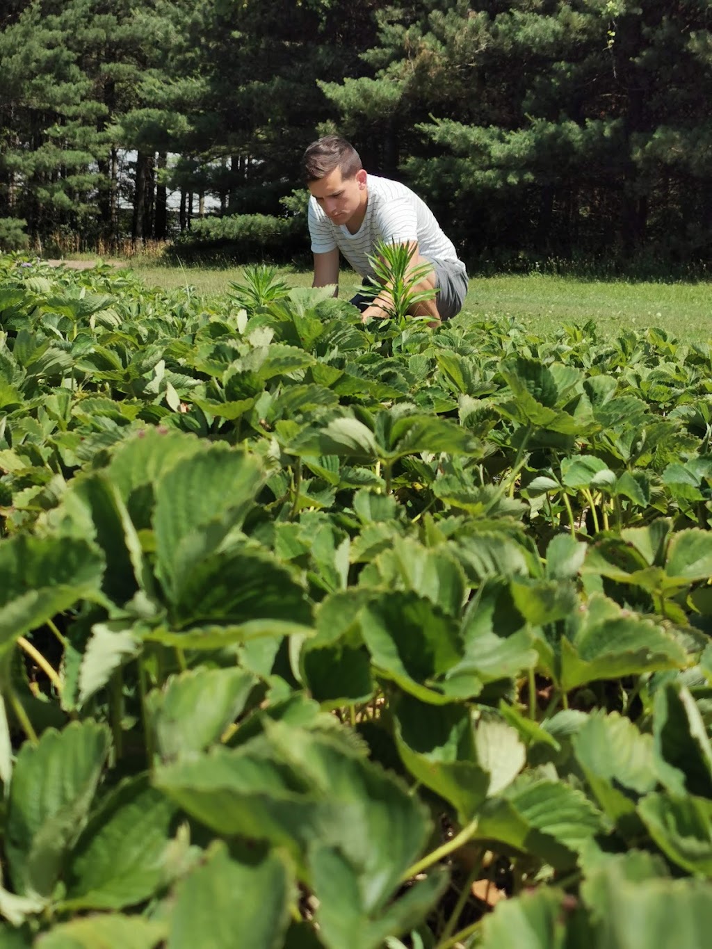 Around the Bend Berry Farm | 8591 Goosemarsh Line, Grand Bend, ON N0M 1T0, Canada | Phone: (519) 870-9977