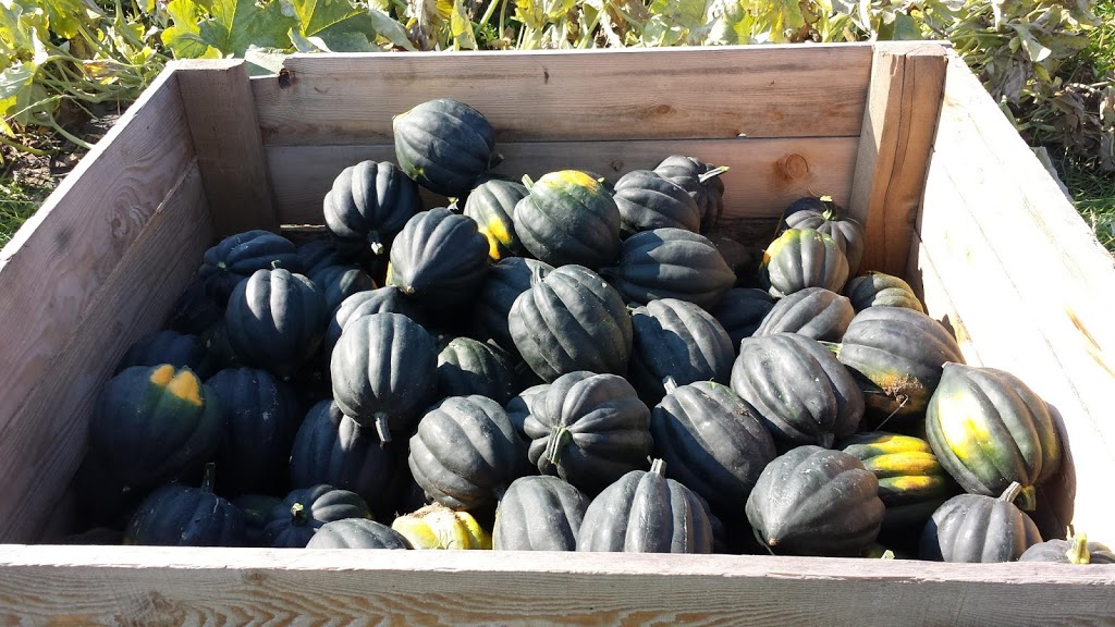 Les jardins detc | 95 chemin Antoine, Bury, QC J0B 1J0, Canada | Phone: (819) 832-3090