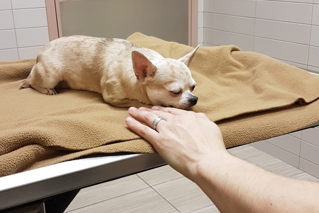 Beattie Pet Hospital | 1231 Appleby Line, Burlington, ON L7L 5H9, Canada | Phone: (289) 919-1231