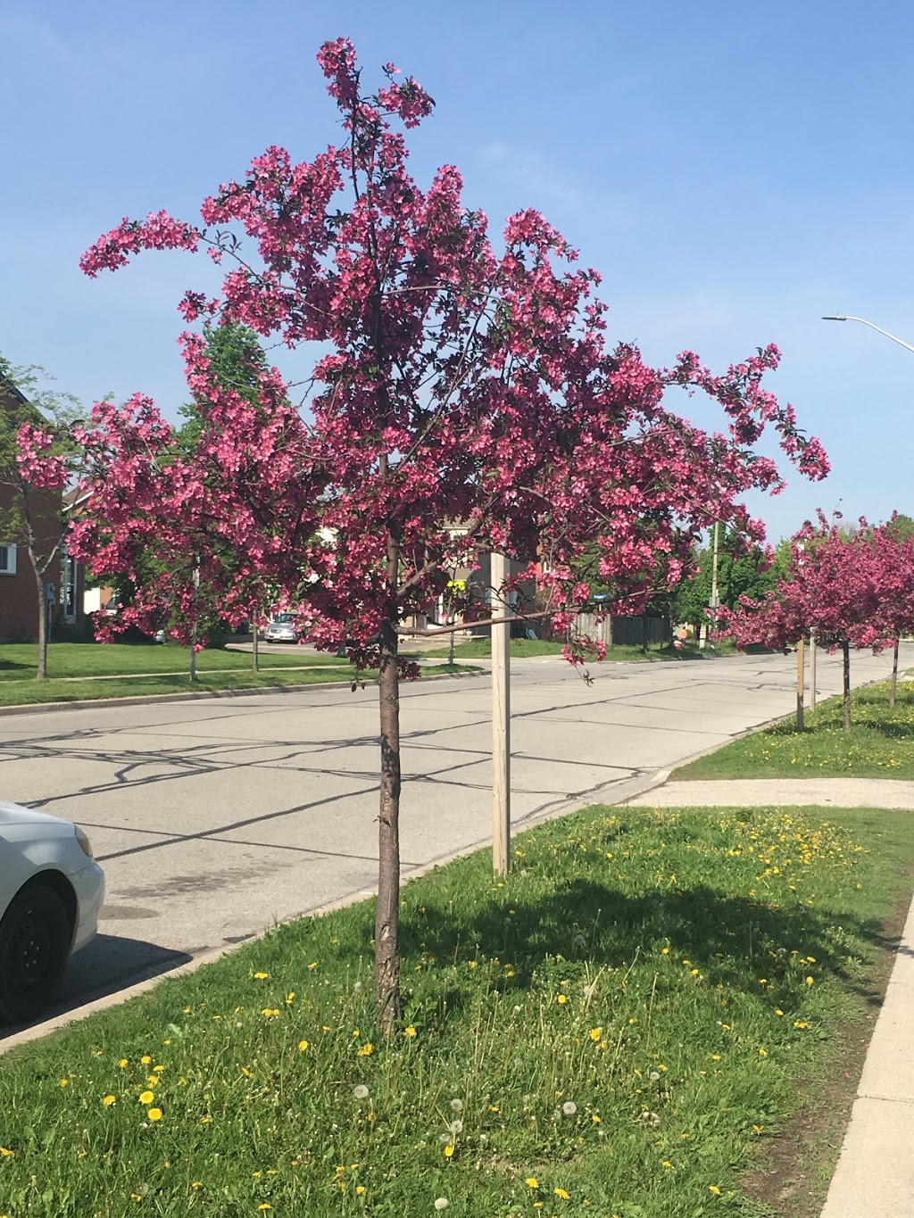 San Lorenzo Ruiz Elementary School | 100 Barondale Dr, Mississauga, ON L4Z 3R1, Canada | Phone: (905) 501-0400