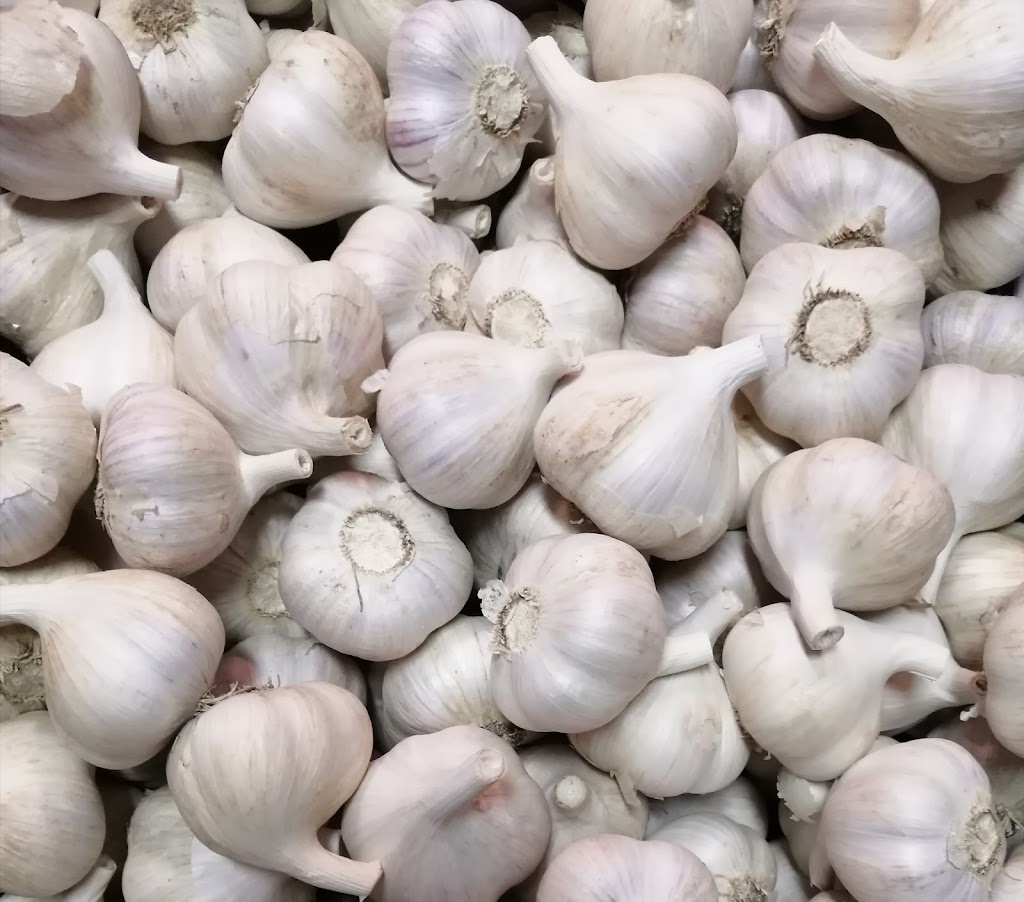 Brauns Garlic | 84910 Henfryn Line, Atwood, ON N0G 1B0, Canada | Phone: (226) 622-1077