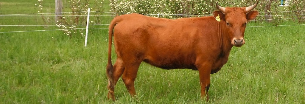 Double D Pastures | 429527 Rd 8B Concession, Singhampton, ON N0C 1M0, Canada | Phone: (705) 606-0905