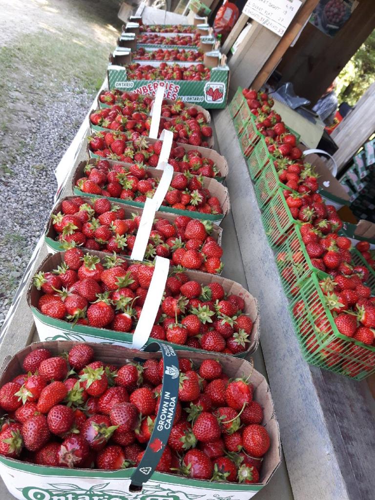 Wellington Produce Packaging | 410 Sligo Rd W, Mount Forest, ON N0G 2L0, Canada | Phone: (519) 323-1060