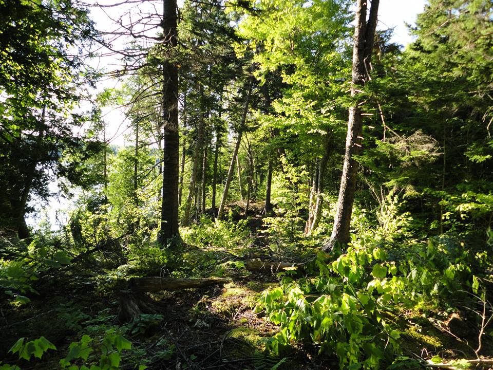 Tree Care | 1 Leeswood Dr, Quispamsis, NB E2G 1N1, Canada | Phone: (506) 849-1499
