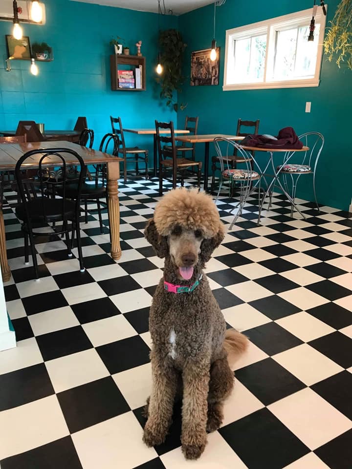 CHEZ LUC- Café et Boutique pour animaux | 1050 Boulevard Laurier E, Saint-Hyacinthe, QC J2T 1K1, Canada | Phone: (450) 252-3647