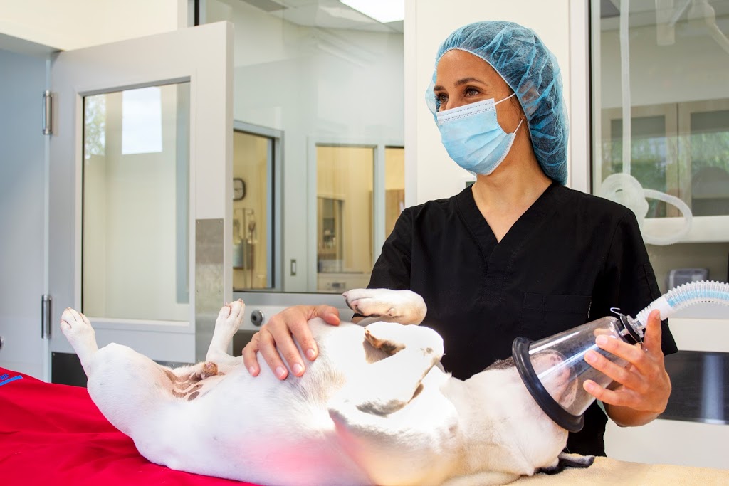 Harvest Pointe Animal Hospital | 5255 Ellerslie Rd SW, Edmonton, AB T6X 1X2, Canada | Phone: (587) 735-6677