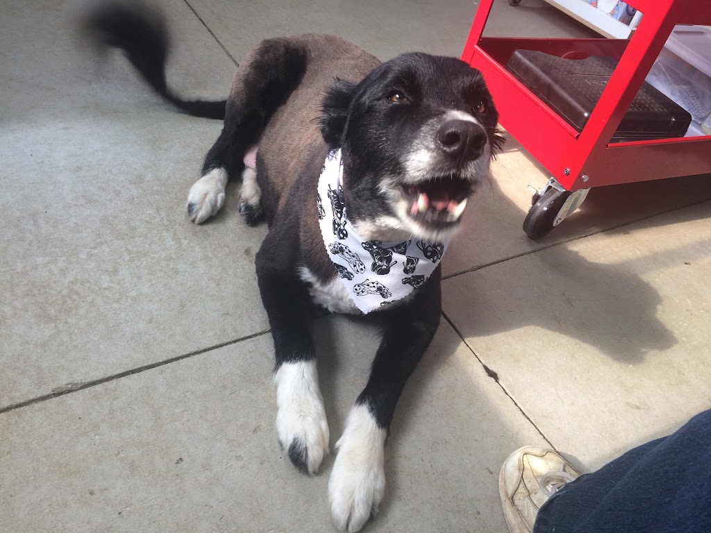 Hometown Kennels And Grooming | 421 Oxford 2, Princeton, ON N0J 1V0, Canada | Phone: (519) 536-0954