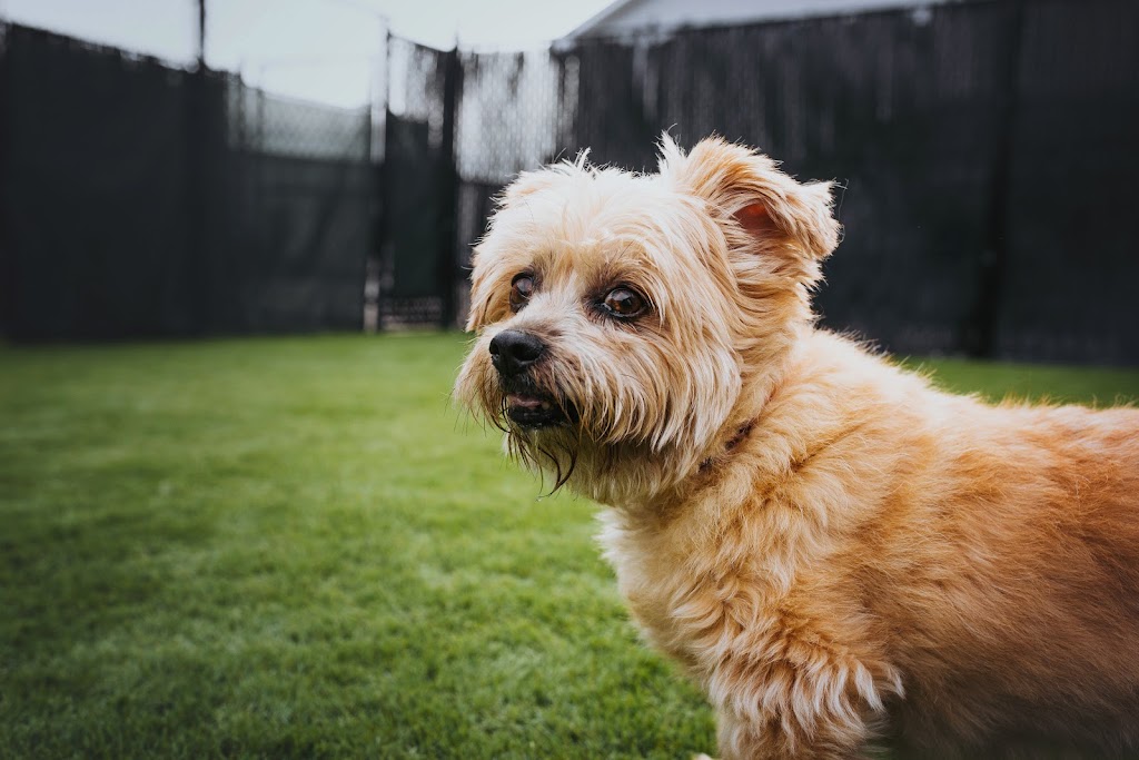 Paw Prints Doggy Daycare & Grooming Inc. | 401 Bluewater Rd #4, Bedford, NS B4B 1J7, Canada | Phone: (902) 832-9323