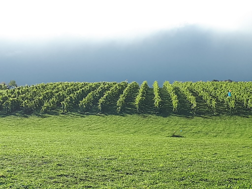 Raven Hill Vineyards | 11140 Nova Scotia Trunk 1, Wolfville, NS B4P 2R1, Canada | Phone: (902) 690-5619