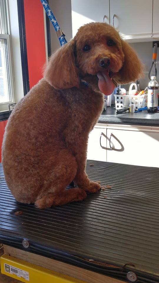 The Posh Pooch | 17 Myrtle St, Stratford, PE C1B 1P4, Canada | Phone: (902) 566-1287