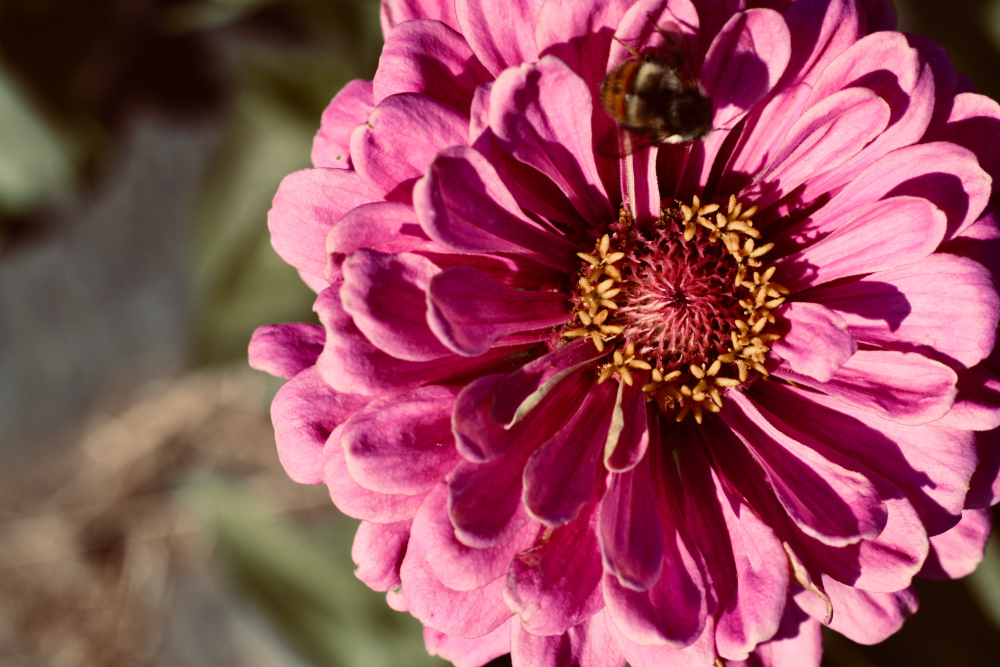 Fuller Farm Organics | 741 Haliburton Rd, Victoria, BC V8Y 1H7, Canada | Phone: (867) 334-3770