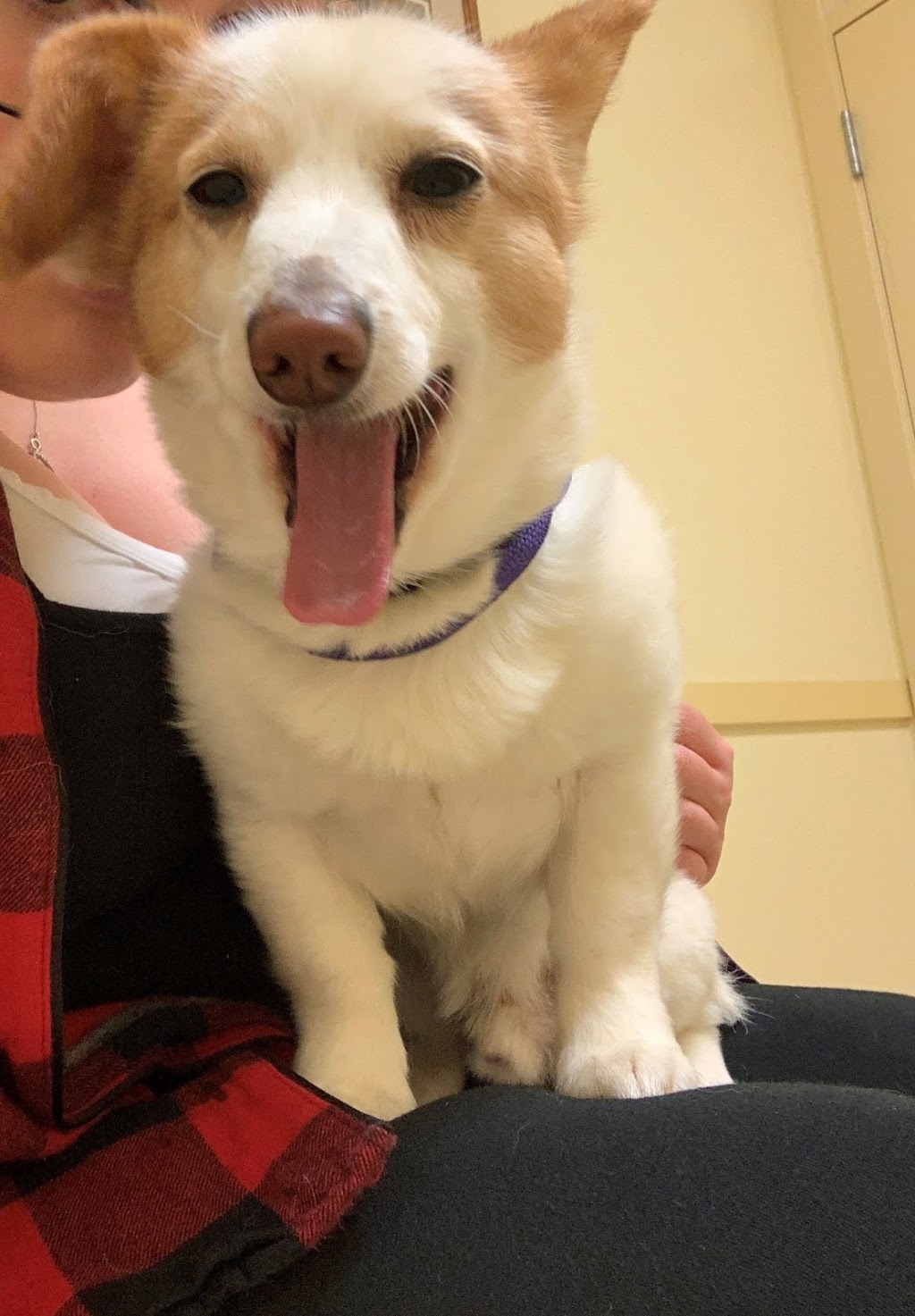 Fleetwood Veterinary Clinic | 17670 65a Ave #106, Surrey, BC V3S 5N4, Canada | Phone: (604) 576-6640