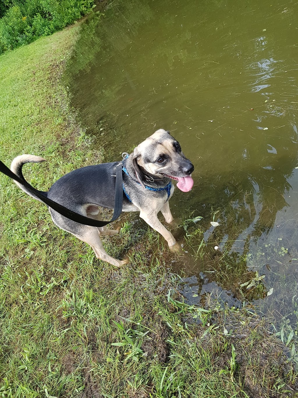 Pawlooza | 9282 Elviage Dr, London, ON N6K 4N5, Canada | Phone: (519) 439-0352