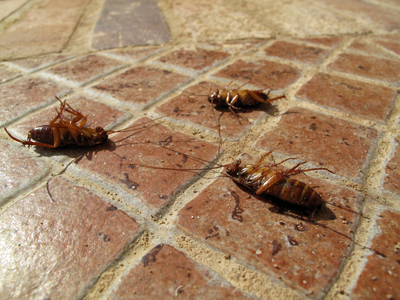 Pestend Pest Control Mississauga | 330 Rathburn Rd W #1209, Mississauga, ON L5B 3Y1, Canada | Phone: (905) 460-7378