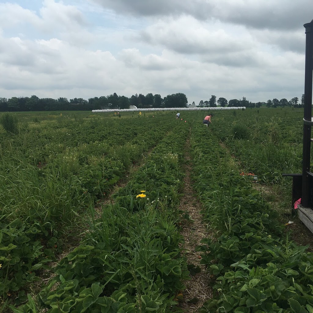 Red Barn Berries | 744716 County Rd 17, Woodstock, ON N4S 7V7, Canada | Phone: (519) 537-3756