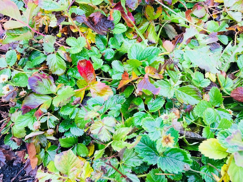 Small Frog Park | 33 S Watkins Ln, Coquitlam, BC V3E 0E2, Canada