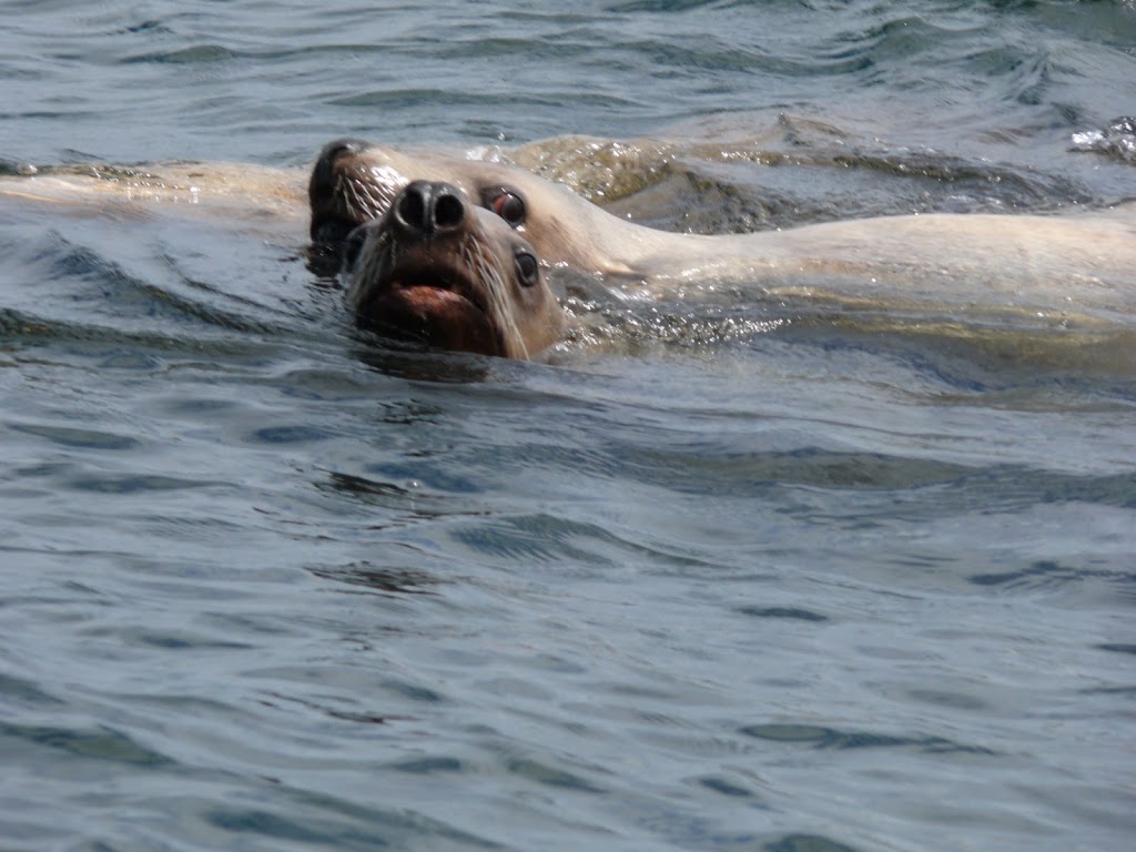 Orcas Island Whale Watch and Deer Harbor Charters | 5164 Deer Harbor Rd, Deer Harbor, WA 98243, USA | Phone: (360) 376-5989