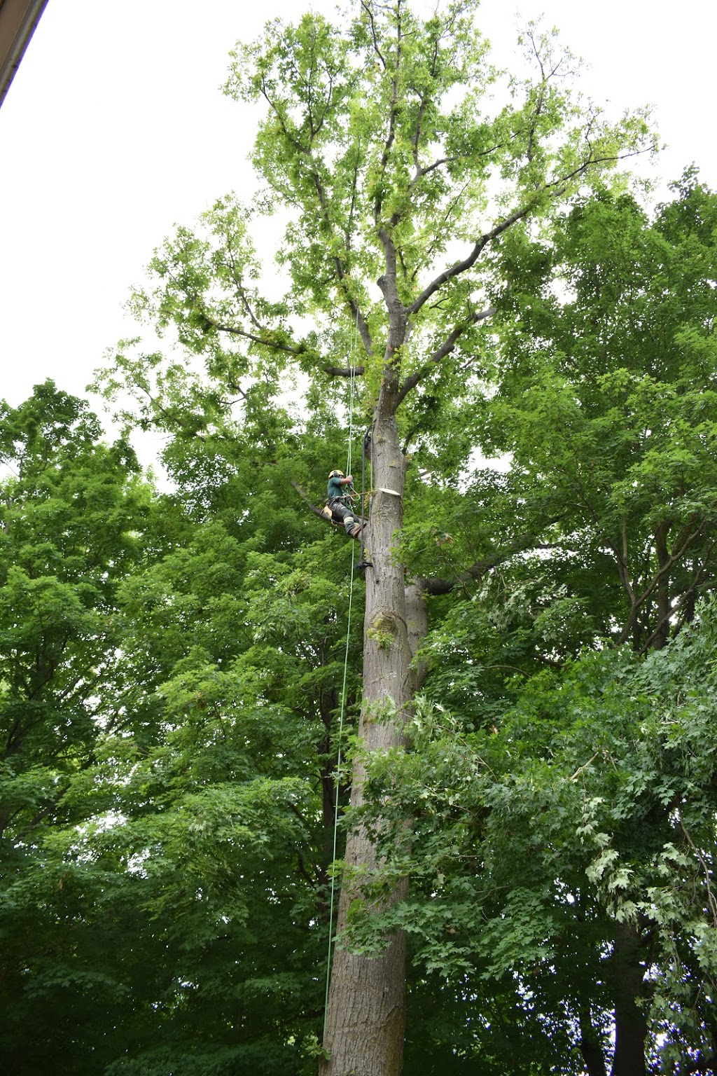 Westwood Tree Care | 1026 Britannia Rd, Burlington, ON L7P 0G1, Canada | Phone: (905) 818-1505