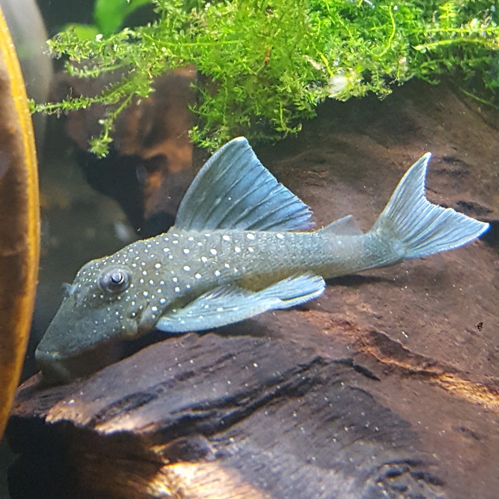 Next Gen Aquatics | 164 Donald Ave, York, ON M6M 1K4, Canada | Phone: (647) 580-9228