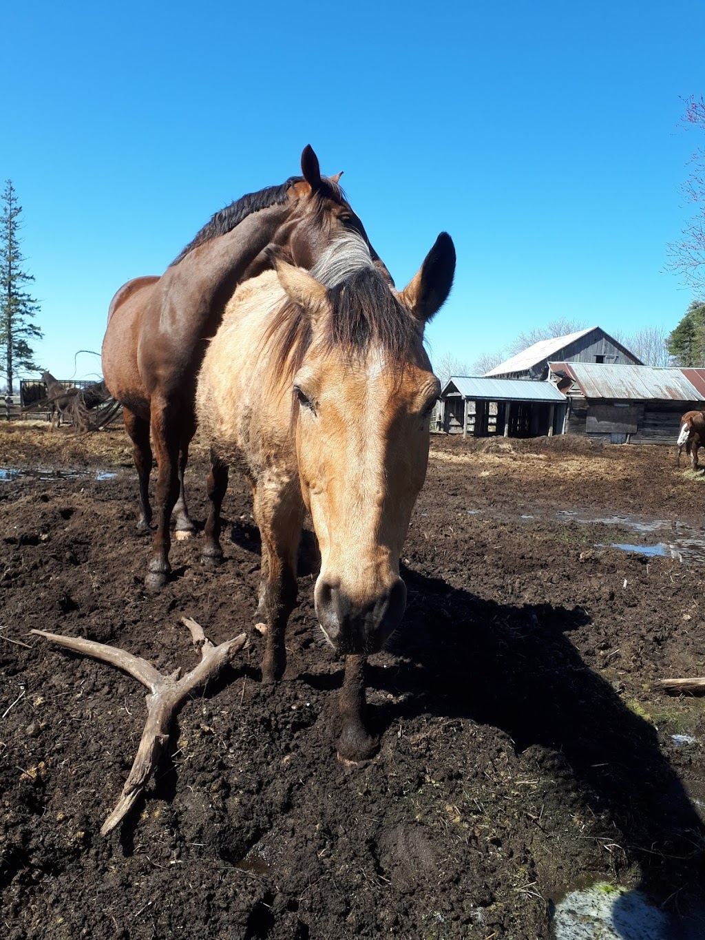 Seven Summits Equestrian Center | 1561 Flos Rd 8 W, Elmvale, ON L0L 1P0, Canada | Phone: (705) 322-8181