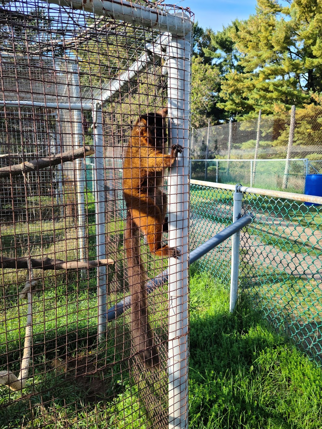Zoo Animalia - Refuge pour animaux | 3381 Rang des Chutes, Saint-Édouard-de-Maskinongé, QC J0K 2H0, Canada | Phone: (514) 475-3160