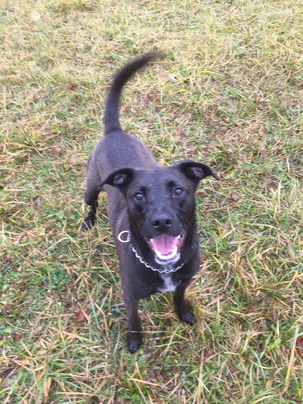Dog Trainers on Demand | 10083 243 St, Maple Ridge, BC V2W 1X3, Canada | Phone: (604) 256-7865
