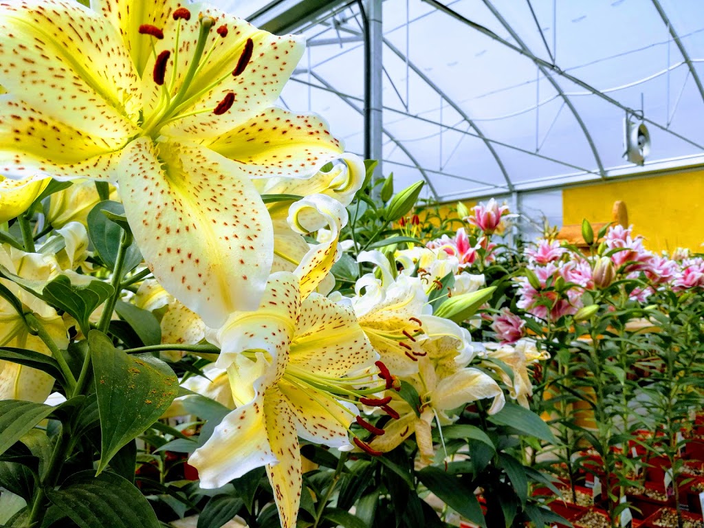 Local Nursery Ltd | 26515A, Township Rd 514, Spruce Grove, AB T7Y 1G1, Canada | Phone: (780) 987-9133