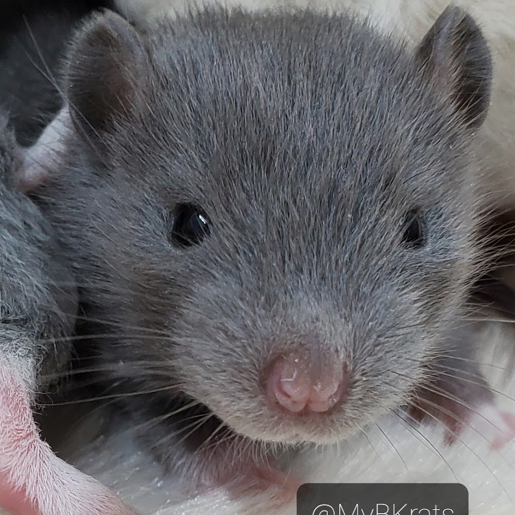 MyBKrats Rattery | 188 Park St, Cannington, ON L0E 1E0, Canada | Phone: (289) 385-3330